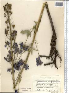 Delphinium dictyocarpum DC., Middle Asia, Dzungarian Alatau & Tarbagatai (M5) (Kazakhstan)