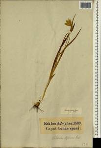 Gladiolus inflatus (Thunb.) Thunb., Africa (AFR) (South Africa)