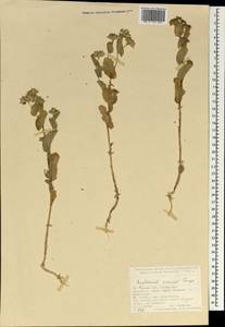 Bupleurum croceum Fenzl, South Asia, South Asia (Asia outside ex-Soviet states and Mongolia) (ASIA) (Turkey)