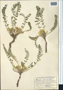 Astragalus atrovinosus Popov ex Baranov, Middle Asia, Western Tian Shan & Karatau (M3) (Kyrgyzstan)