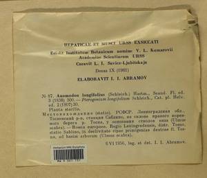 Anomodontella longifolia (Schleich. ex Brid.) Ignatov & Fedosov, Bryophytes, Bryophytes - Karelia, Leningrad & Murmansk Oblasts (B4) (Russia)