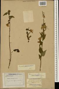 Campanula rapunculoides L., Caucasus, Georgia (K4) (Georgia)