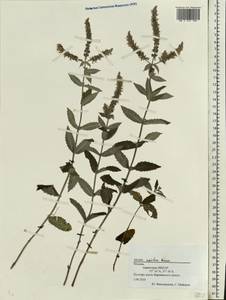 Mentha longifolia var. asiatica (Boriss.) Rech.f., Eastern Europe, Moscow region (E4a) (Russia)