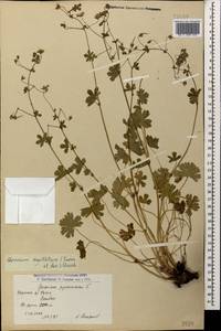 Geranium pyrenaicum Burm. f., Caucasus, Armenia (K5) (Armenia)