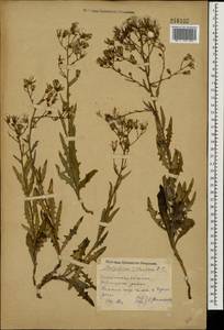 Lactuca tatarica (L.) C. A. Mey., Eastern Europe, Eastern region (E10) (Russia)