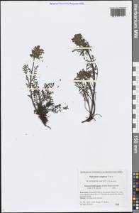 Pedicularis eriophora Turcz., Siberia, Chukotka & Kamchatka (S7) (Russia)