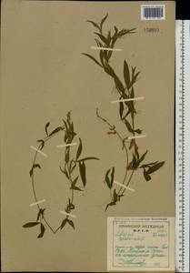 Lathyrus pratensis L., Eastern Europe, Northern region (E1) (Russia)