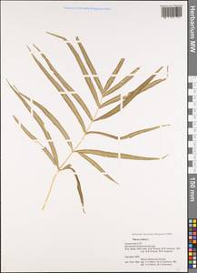 Pteris cretica L., Caucasus, Georgia (K4) (Georgia)