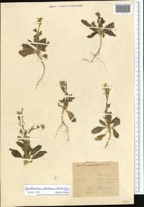 Cymatocarpus pilosissimus (Trautv.) O.E. Schulz, Middle Asia, Karakum (M6) (Turkmenistan)