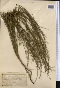Chondrilla leiosperma Kar. & Kir., Middle Asia, Northern & Central Tian Shan (M4) (Kazakhstan)