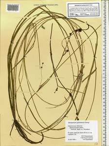 Sparganium gramineum Georgi, Eastern Europe, Western region (E3) (Russia)