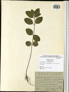 Mentha arvensis L., Eastern Europe, Central region (E4) (Russia)