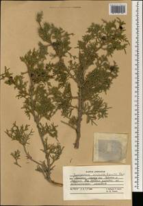 Juniperus excelsa subsp. polycarpos (K. Koch) Takht., South Asia, South Asia (Asia outside ex-Soviet states and Mongolia) (ASIA) (Afghanistan)