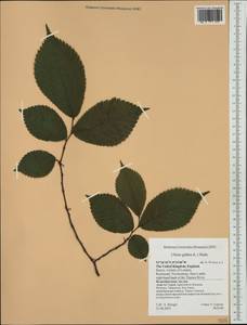 Ulmus glabra, Western Europe (EUR) (United Kingdom)
