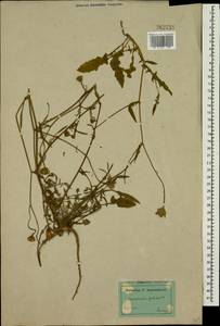 Crepis foetida, Caucasus, Dagestan (K2) (Russia)