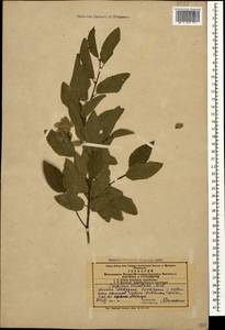 Carpinus orientalis Mill., Caucasus, Azerbaijan (K6) (Azerbaijan)
