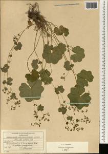Alchemilla heptagona Juz., Eastern Europe, Moscow region (E4a) (Russia)