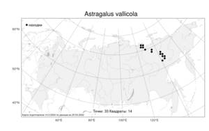 Astragalus vallicola Gontsch., Atlas of the Russian Flora (FLORUS) (Russia)