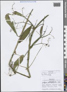 Lathyrus sylvestris L., Eastern Europe, Middle Volga region (E8) (Russia)