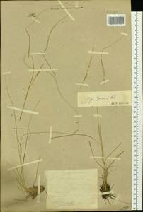 Stipa pennata L., Siberia, Altai & Sayany Mountains (S2) (Russia)