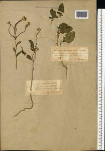 Rhamphospermum arvense (L.) Andrz. ex Besser, Eastern Europe, South Ukrainian region (E12) (Ukraine)