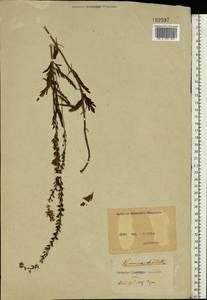 Veronica prostrata L., Eastern Europe, North Ukrainian region (E11) (Ukraine)