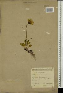 Hieracium alpinum L., Eastern Europe, Northern region (E1) (Russia)