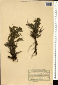 Reaumuria alternifolia subsp. alternifolia, Caucasus, Azerbaijan (K6) (Azerbaijan)