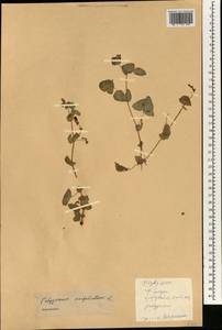 Persicaria perfoliata (L.) H. Gross, South Asia, South Asia (Asia outside ex-Soviet states and Mongolia) (ASIA) (China)