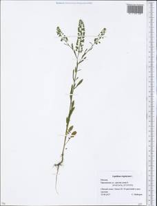 Lepidium virginicum L., Eastern Europe, Moscow region (E4a) (Russia)