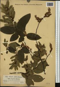 Carpinus betulus L., Western Europe (EUR) (Austria)