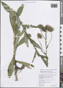 Cirsium arvense (L.) Scop., Siberia, Baikal & Transbaikal region (S4) (Russia)