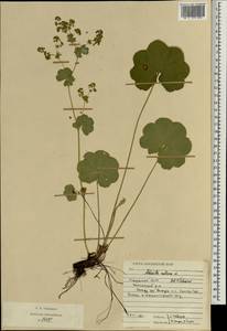 Alchemilla ventiana V. N. Tikhom., Eastern Europe, Middle Volga region (E8) (Russia)