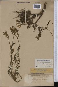 Astragalus monspessulanus, Western Europe (EUR) (France)