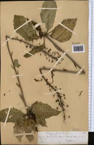 Verbascum phoeniceum L., Middle Asia, Northern & Central Tian Shan (M4) (Kazakhstan)