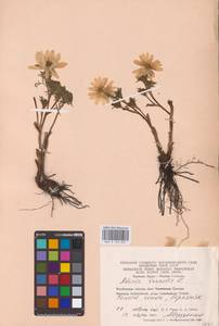 Adonis vernalis L., Eastern Europe, Eastern region (E10) (Russia)