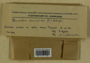 Leucodon sciuroides (Hedw.) Schwägr., Bryophytes, Bryophytes - Russian Far East (excl. Chukotka & Kamchatka) (B20) (Russia)