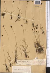 Carex pachystylis J.Gay, Middle Asia, Dzungarian Alatau & Tarbagatai (M5) (Kazakhstan)