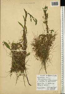Cuscuta epithymum (L.) L., Eastern Europe, Central forest-and-steppe region (E6) (Russia)