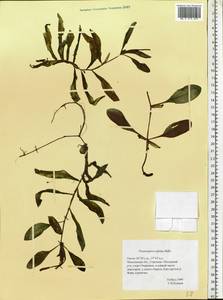 Potamogeton alpinus Balb., Eastern Europe, Moscow region (E4a) (Russia)