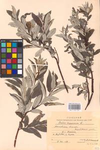 Salix lapponum L., Eastern Europe, Moscow region (E4a) (Russia)