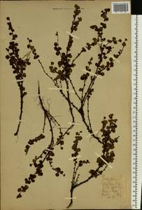 Betula nana L., Eastern Europe, Northern region (E1) (Russia)