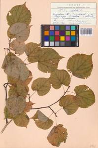 Tilia cordata Mill., Eastern Europe, North-Western region (E2) (Russia)