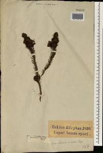 Erica viscaria subsp. longifolia (F. A. Bauer) E. G. H. Oliv. & I. M. Oliv., Africa (AFR) (South Africa)