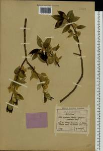 Salix ×meyeriana Rostk. ex Willd., Eastern Europe, Moscow region (E4a) (Russia)