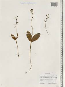 Neottia ovata (L.) Bluff & Fingerh., Eastern Europe, Northern region (E1) (Russia)