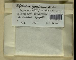 Polytrichum hyperboreum R. Br., Bryophytes, Bryophytes - Yakutia (B19) (Russia)