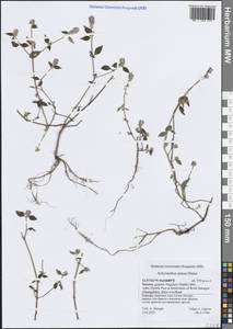 Achyranthes annua Dinter, South Asia, South Asia (Asia outside ex-Soviet states and Mongolia) (ASIA) (Yemen)