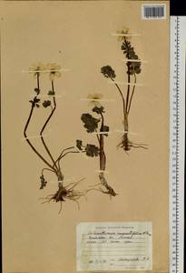 Callianthemum angustifolium Witasek, Siberia, Baikal & Transbaikal region (S4) (Russia)