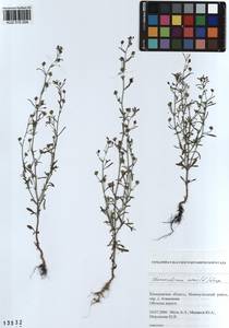 Chaenorhinum minus, Siberia, Altai & Sayany Mountains (S2) (Russia)